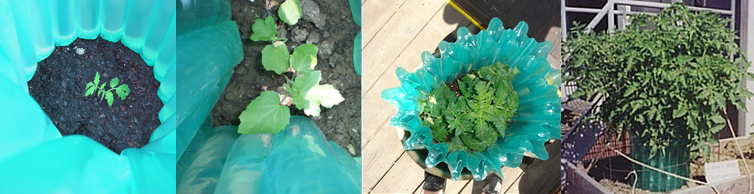 Wall O'Water Season Extenders from start to finish with a tomato plant.